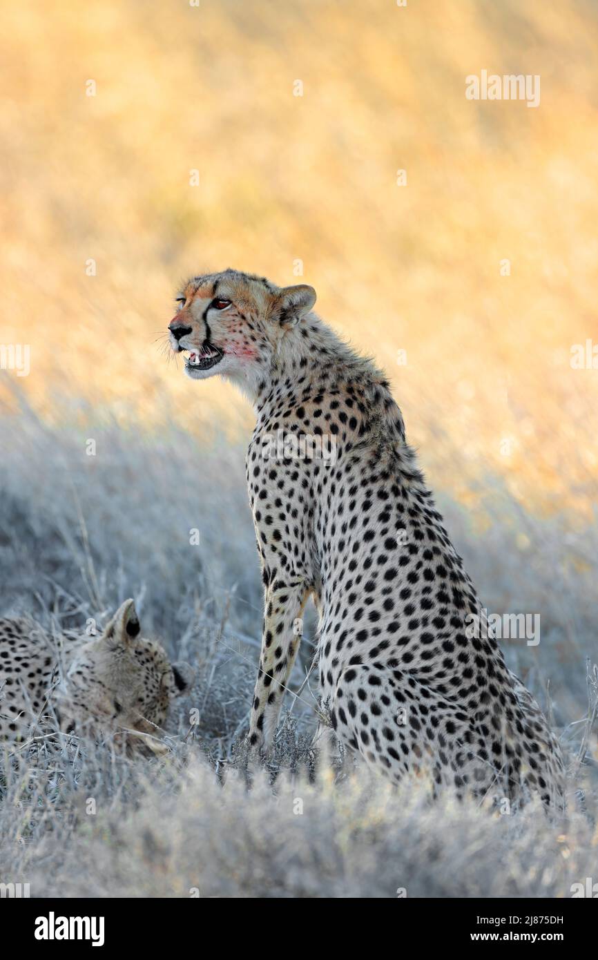 Ein alert Gepard (Acinonyx jubatus) in natürlichen Lebensraum, Südafrika Stockfoto