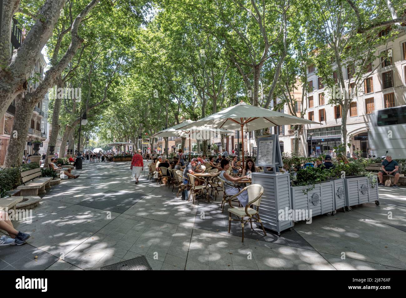 Die Menschen in der von Bäumen gesäumten Passeig del Born, eine Allee aus dem 17.. Jahrhundert mit hochwertigen Einkaufsmöglichkeiten, Cafés und Restaurants in der Altstadt von Palma, Mallorca Stockfoto