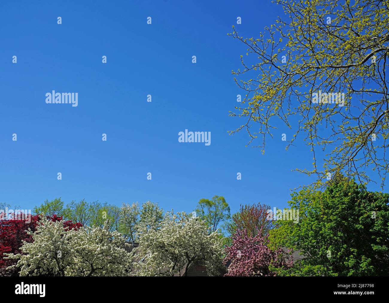 Frühlingsblüten mit blauem Himmel, Platz für Typ Stockfoto