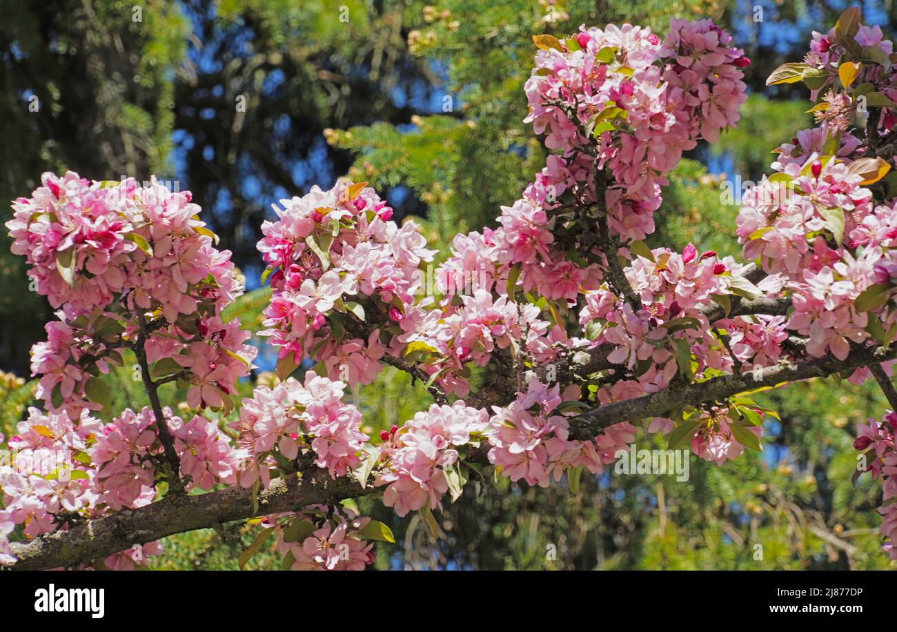 Frühlingsblüten Krabbenbaum Stockfoto