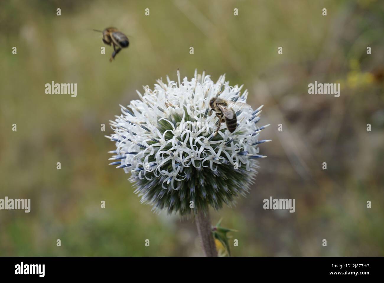 Nahaufnahme von zwei Bienen, eine fliegende und eine auf einer Distel fütternde Stockfoto