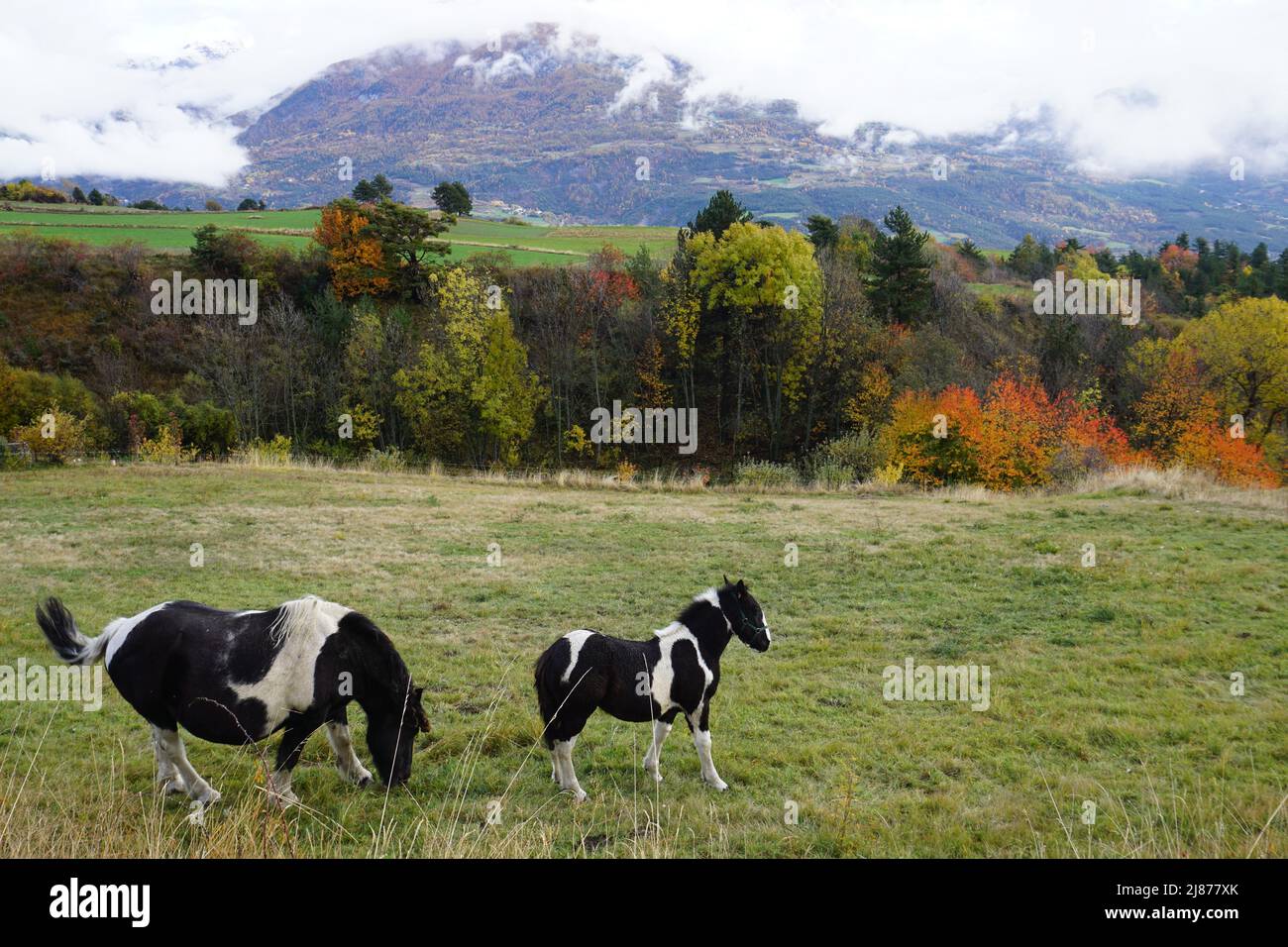 appalachen schwarz-weiße Pferde im Tal mit Schwanz schwingt durch die südlichen alpen, frankreich im Herbst Stockfoto