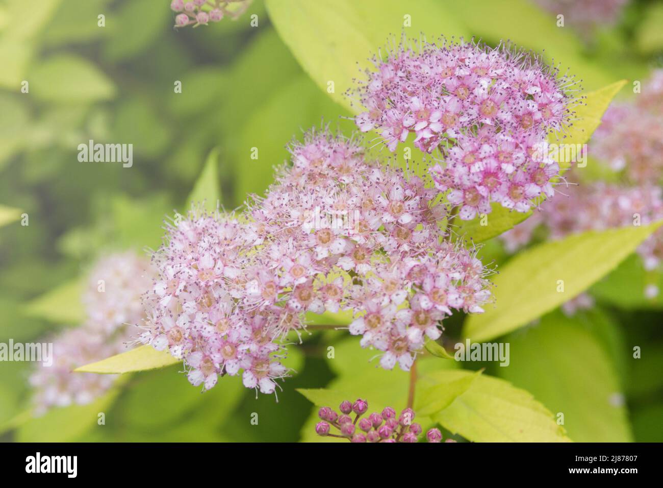 Zarte kleine rosa Blüten von Spiraea japonica im frühen Frühjahr. Dekorativer Strauch für Landschaftsgestaltung. Stockfoto