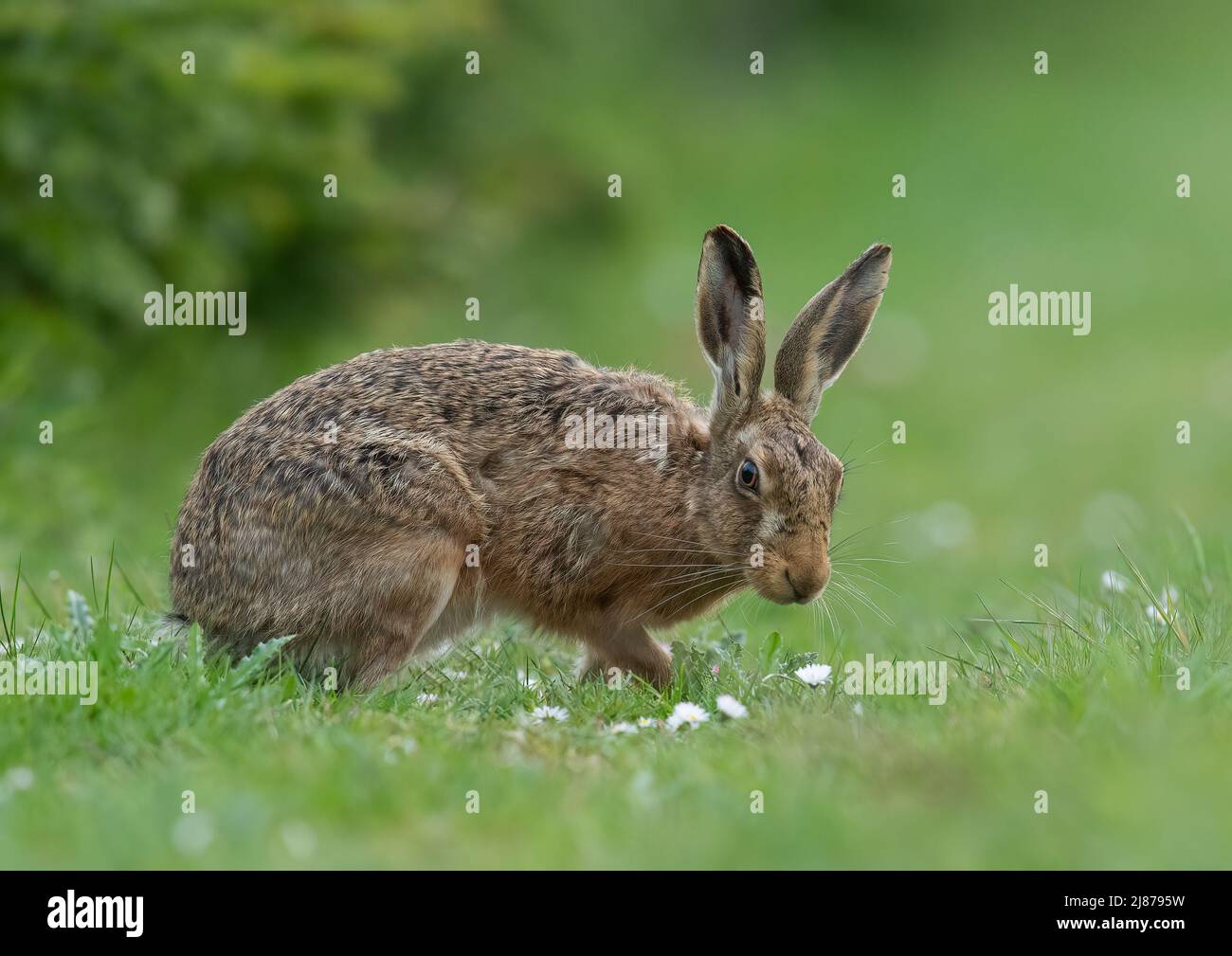 Ein wunderschöner brauner Hase, der unter den Gänseblümchen posiert - Suffolk, Großbritannien Stockfoto