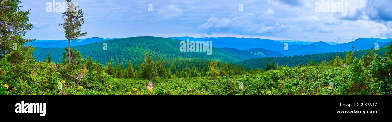 Panoramablick auf den saftig grünen Wacholderwald der Subalpine-Zone gegen die Bergkulisse, Berg Hoverla, Karpaten, Ukraine Stockfoto