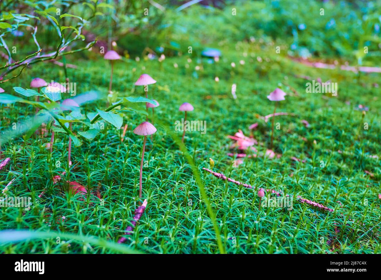 Die Waldlichtung mit Conocybe-Pilzen und gemeinem Haarmütze-Moos, Mount Hoverla, Karpaten, Ukraine Stockfoto
