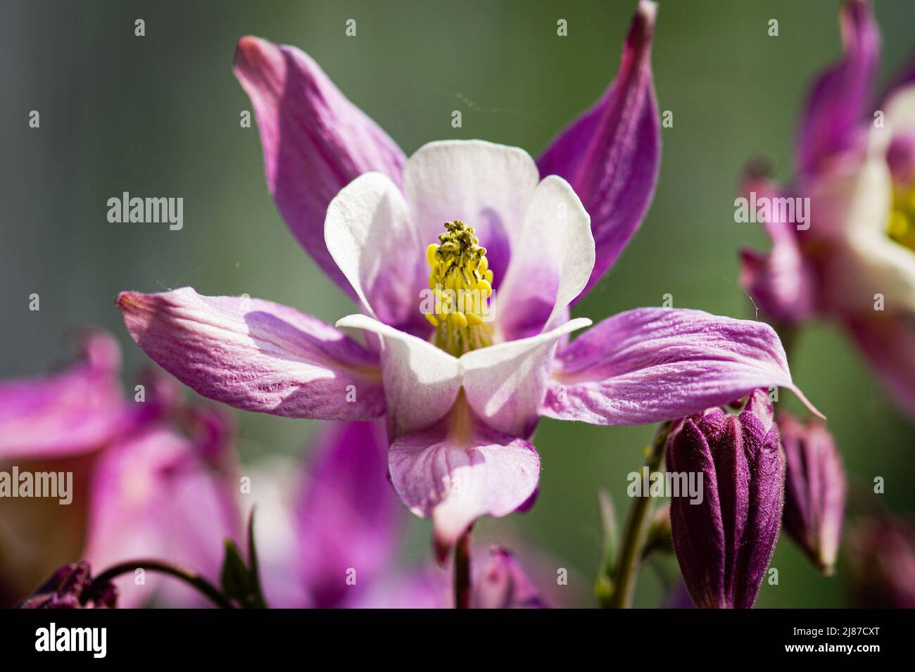 Lila Blume mit gelben Pollen Stockfoto