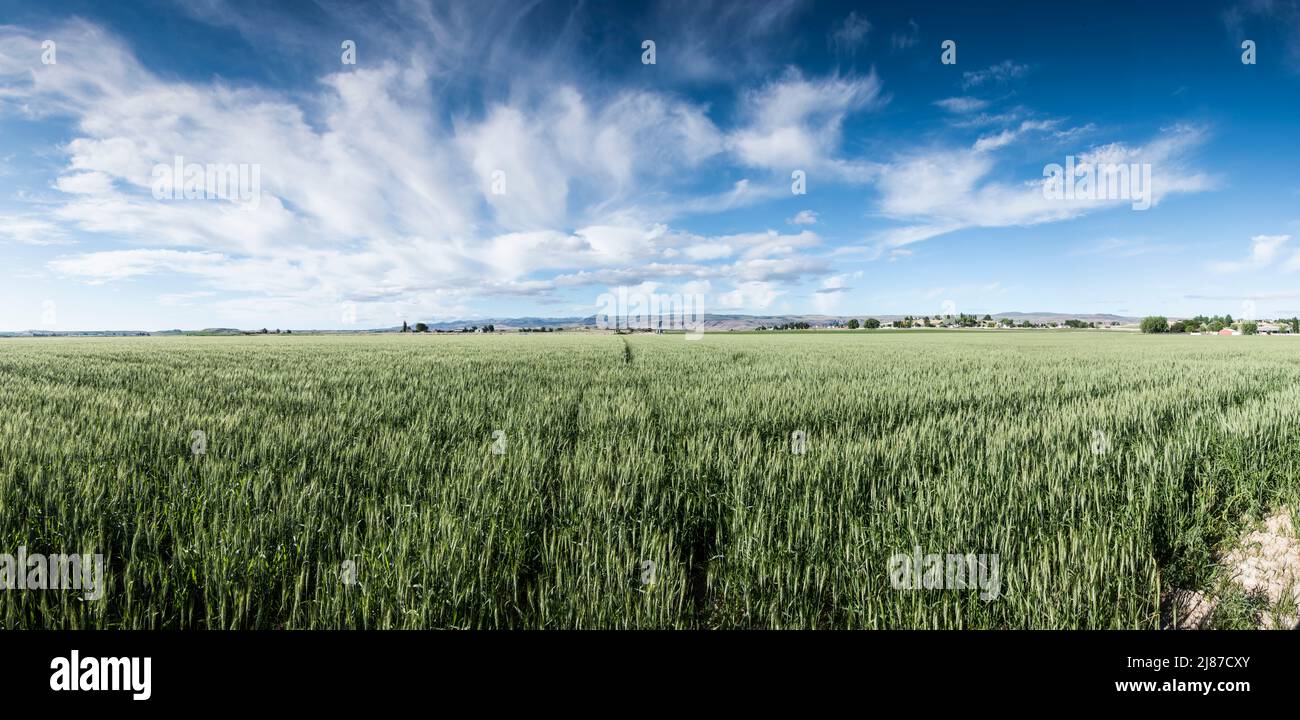 Panorama einer landschaftlichen Szenerie im ländlichen Idaho, in der Nähe von Marsing. Stockfoto