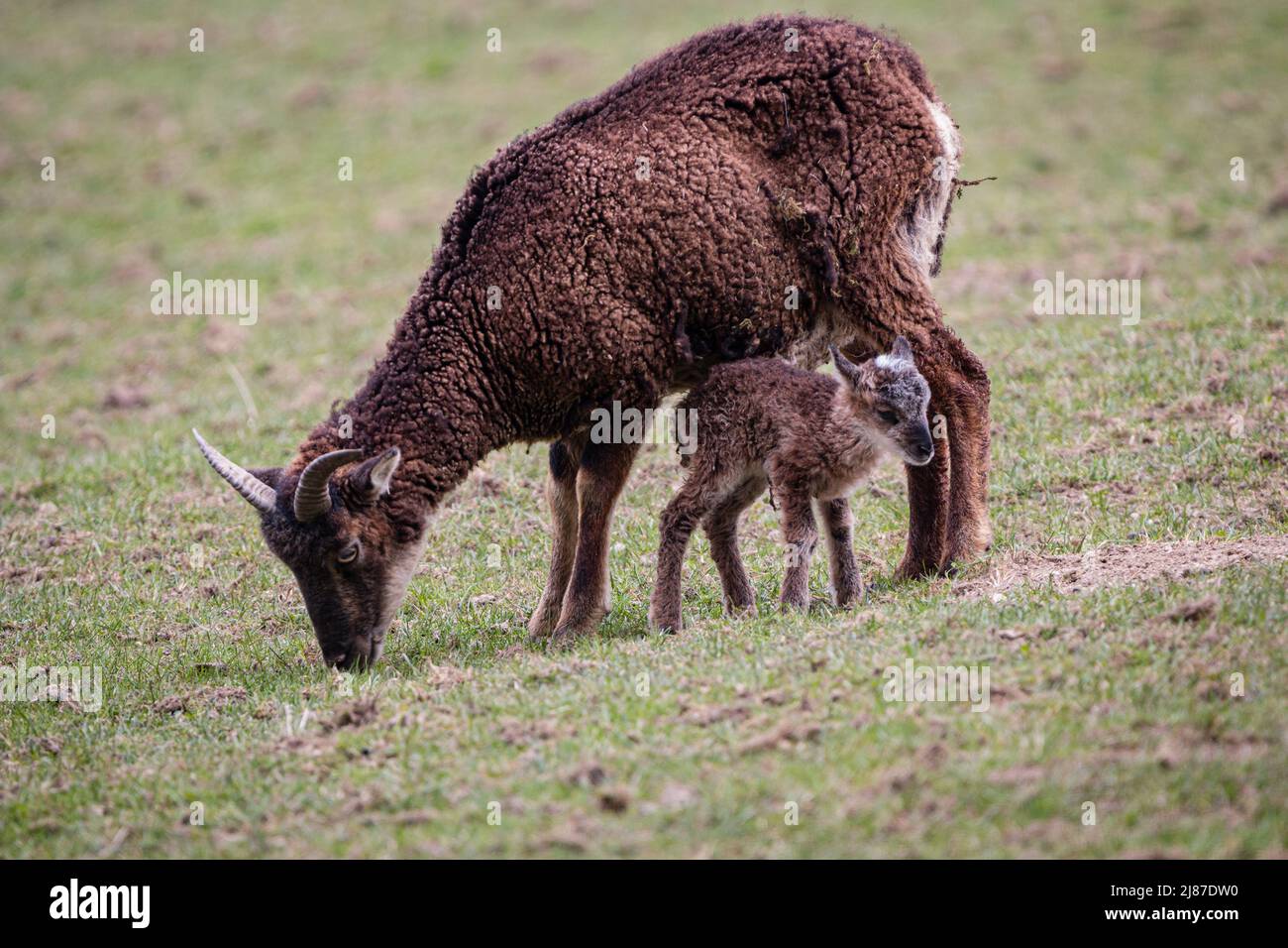 Das junge Lamm bleibt im Schutz der Mutter. Die beiden grasen entspannt auf einer grünen Wiese Stockfoto