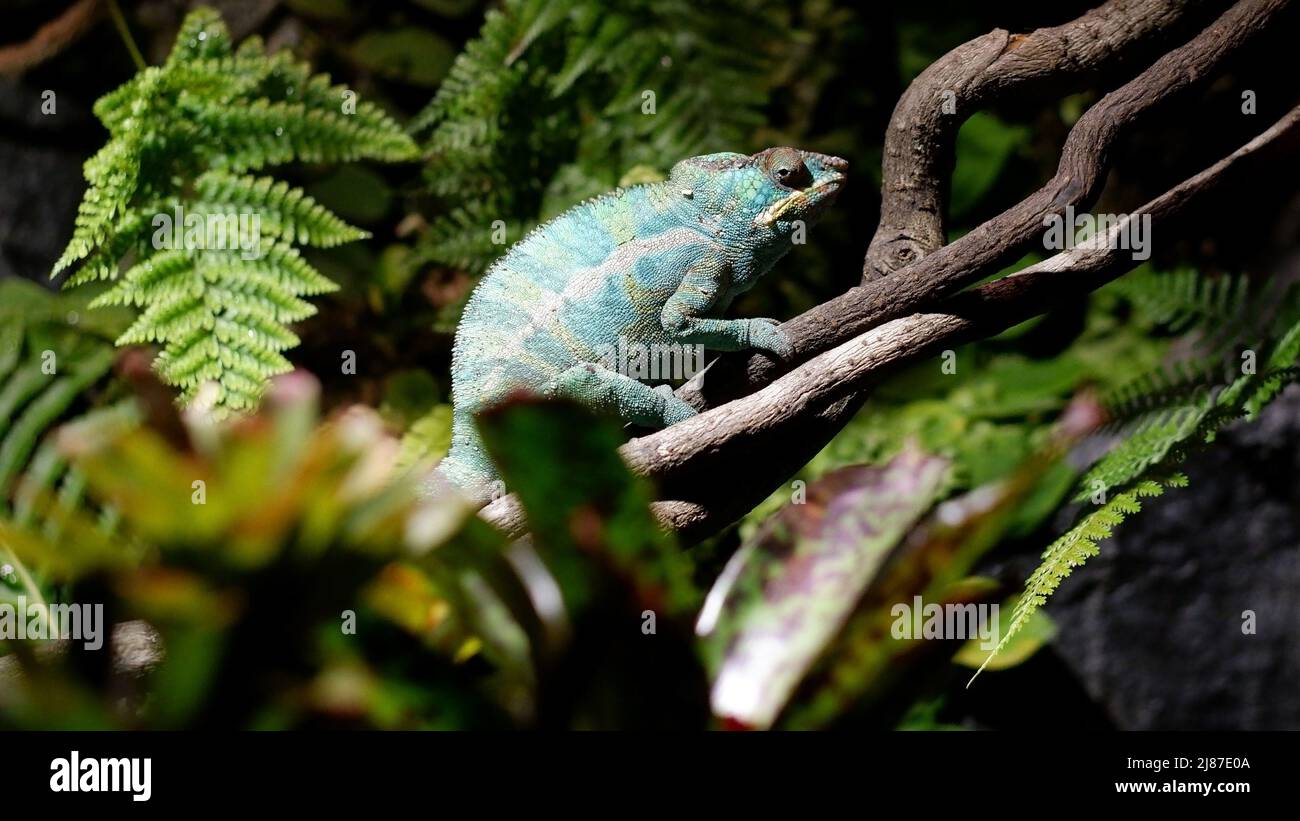 Grünes Chamäleon auf einem Ast. Chameleon aus der Familie der Eidechsen, angepasst an einen arborealen Lebensstil, in der Lage, die Körperfarbe in Übereinstimmung mit zu ändern Stockfoto