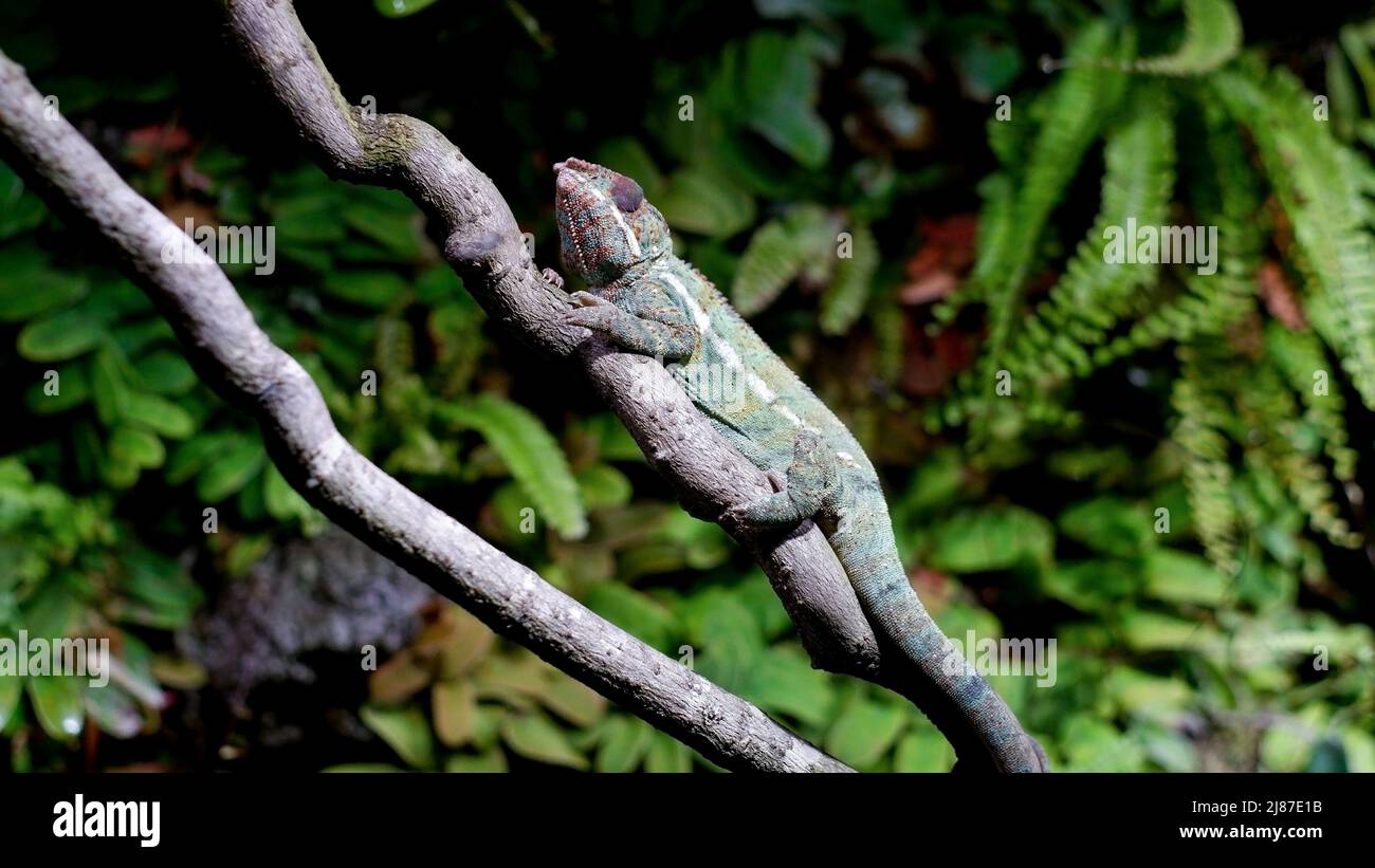 Grünes Chamäleon auf einem Ast. Das Chamäleon, führt einen arborealen Lebensstil, kann die Körperfarbe entsprechend der Umwelt ändern. Stockfoto