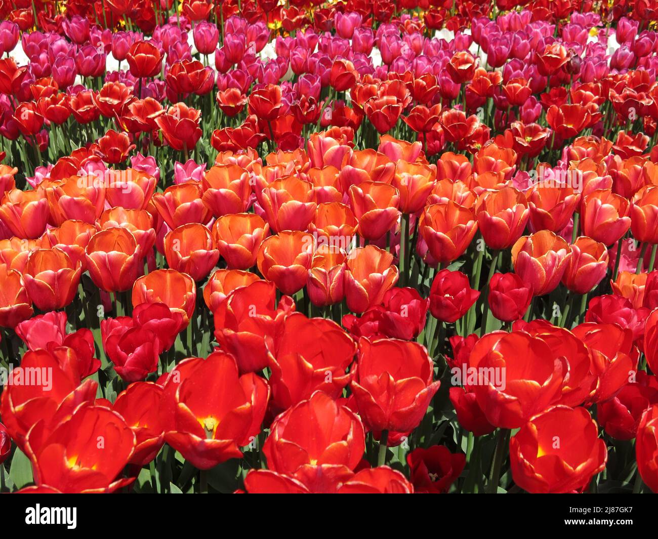 Eine Masse dicht gepflanzter Tulpen in voller Blüte in den Farben leuchtendes Rot, Rosa und Orange; Floriade Expo 2022, Niederlande. Stockfoto