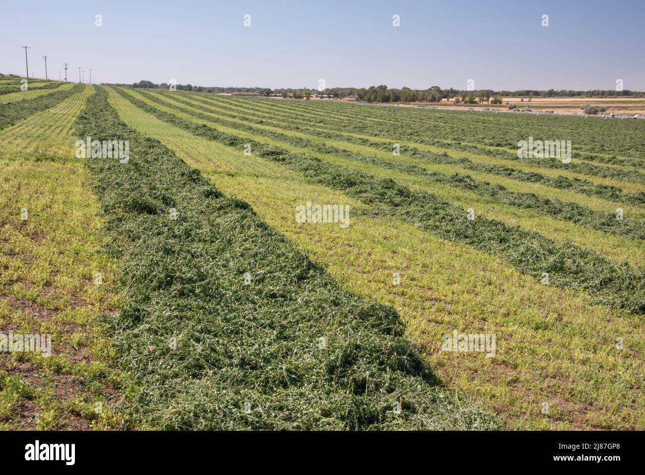 Frisch geschnittenes Heu im Schwad auf der Wildlife Mitigation Unit von Deer Parks, Menan, Idaho, USA Stockfoto