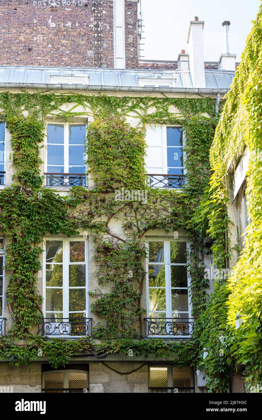 Ivy bedeckte Wand im Pariser Innenhof, Paris, Ile-de-France, Frankreich Stockfoto