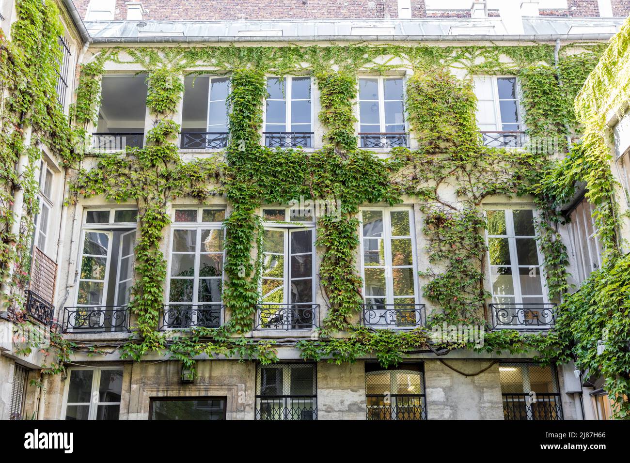 Ivy bedeckte Wand im Pariser Innenhof, Paris, Ile-de-France, Frankreich Stockfoto
