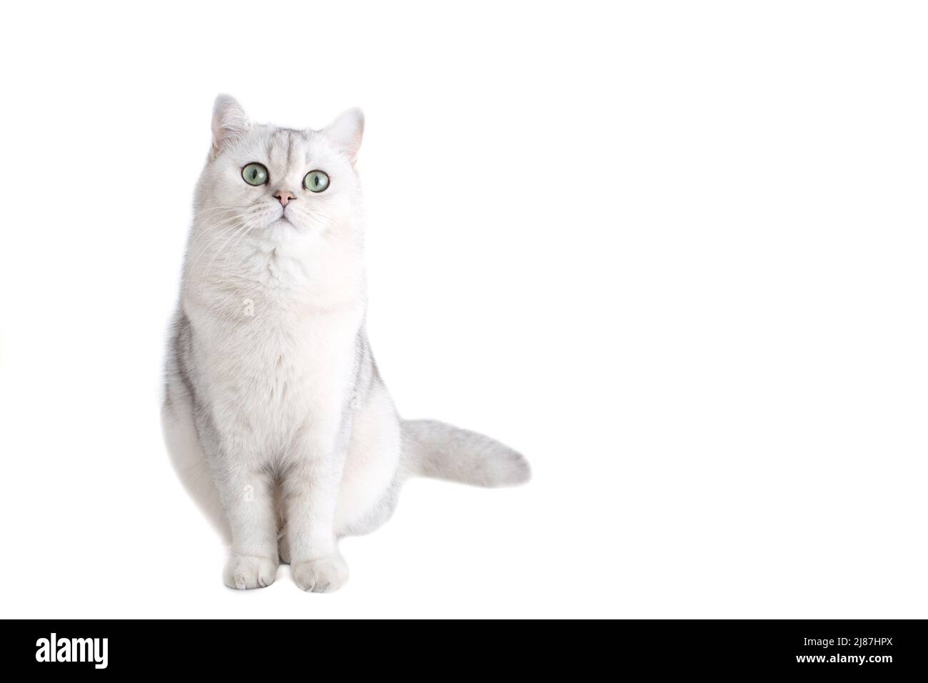 Weiße britische Katze, die isoliert auf weißem Hintergrund sitzt Stockfoto