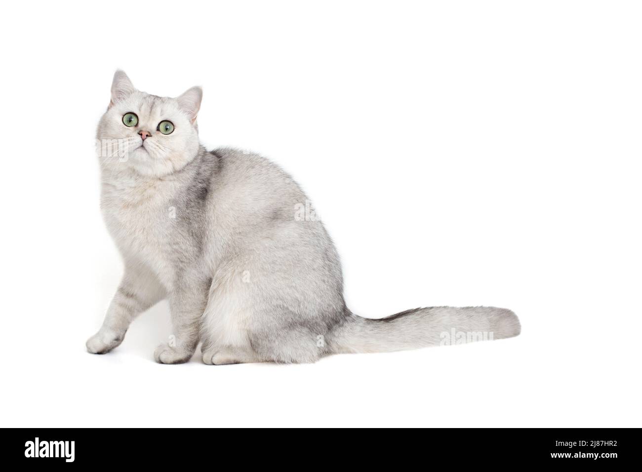 Weiße britische Katze, isoliert auf weißem Hintergrund Stockfoto