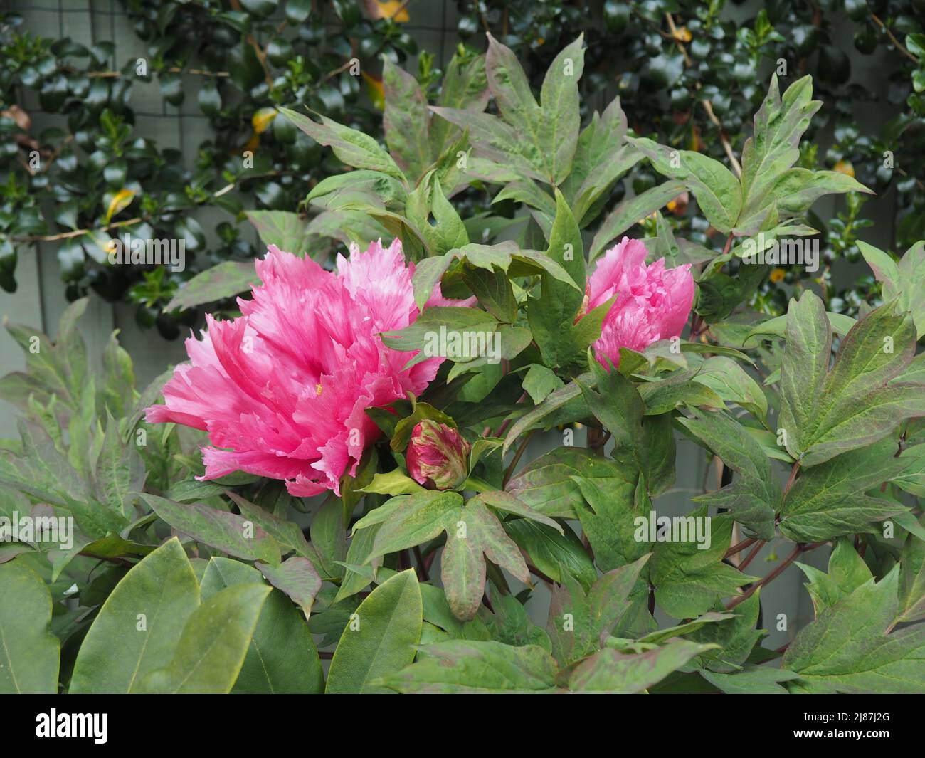 Pfingstrose mit drei rosa Blüten Stockfoto