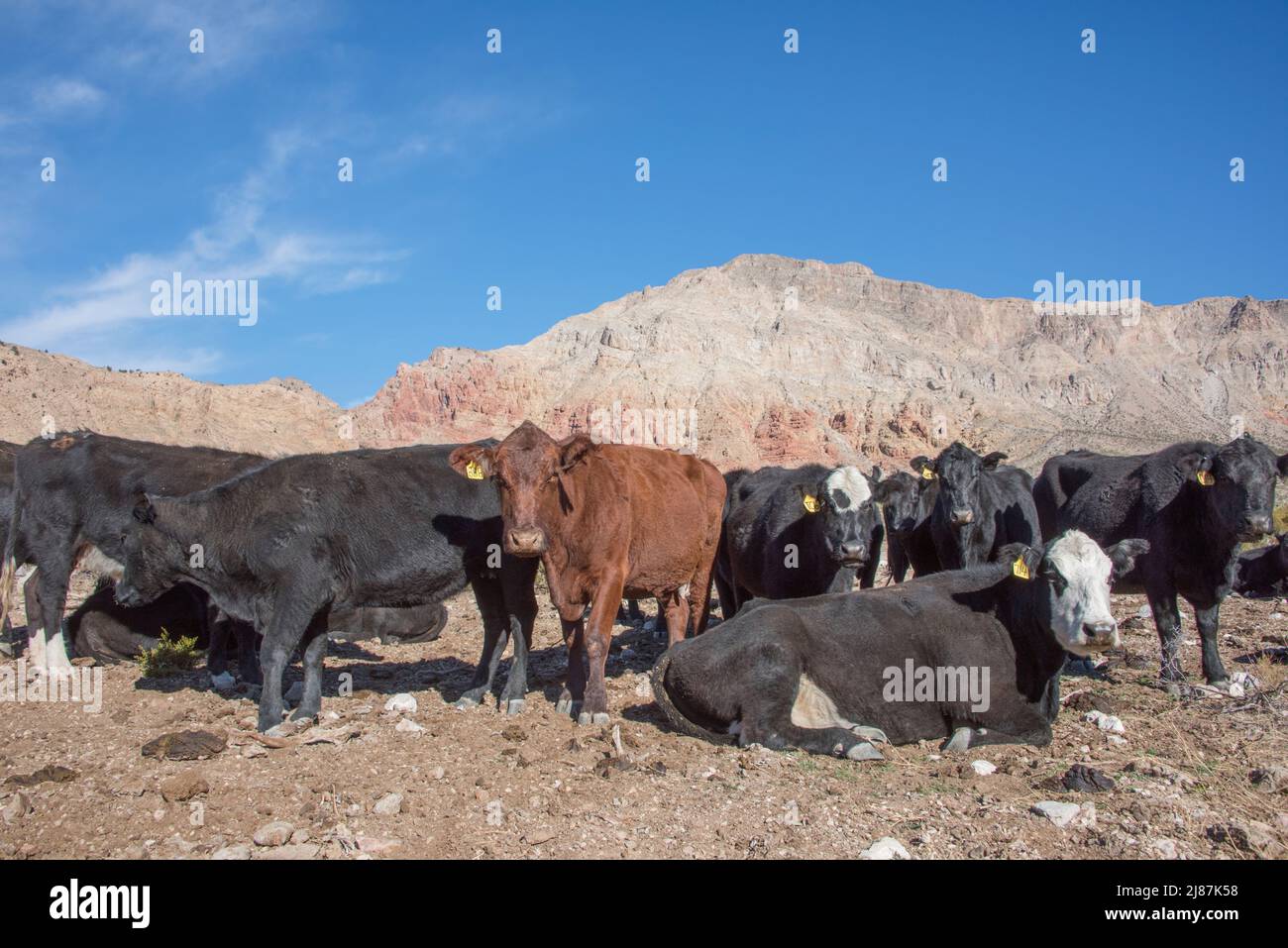 Viehweide auf öffentlichem Land in Beaver Dam Wilderness, Arizona, USA Stockfoto