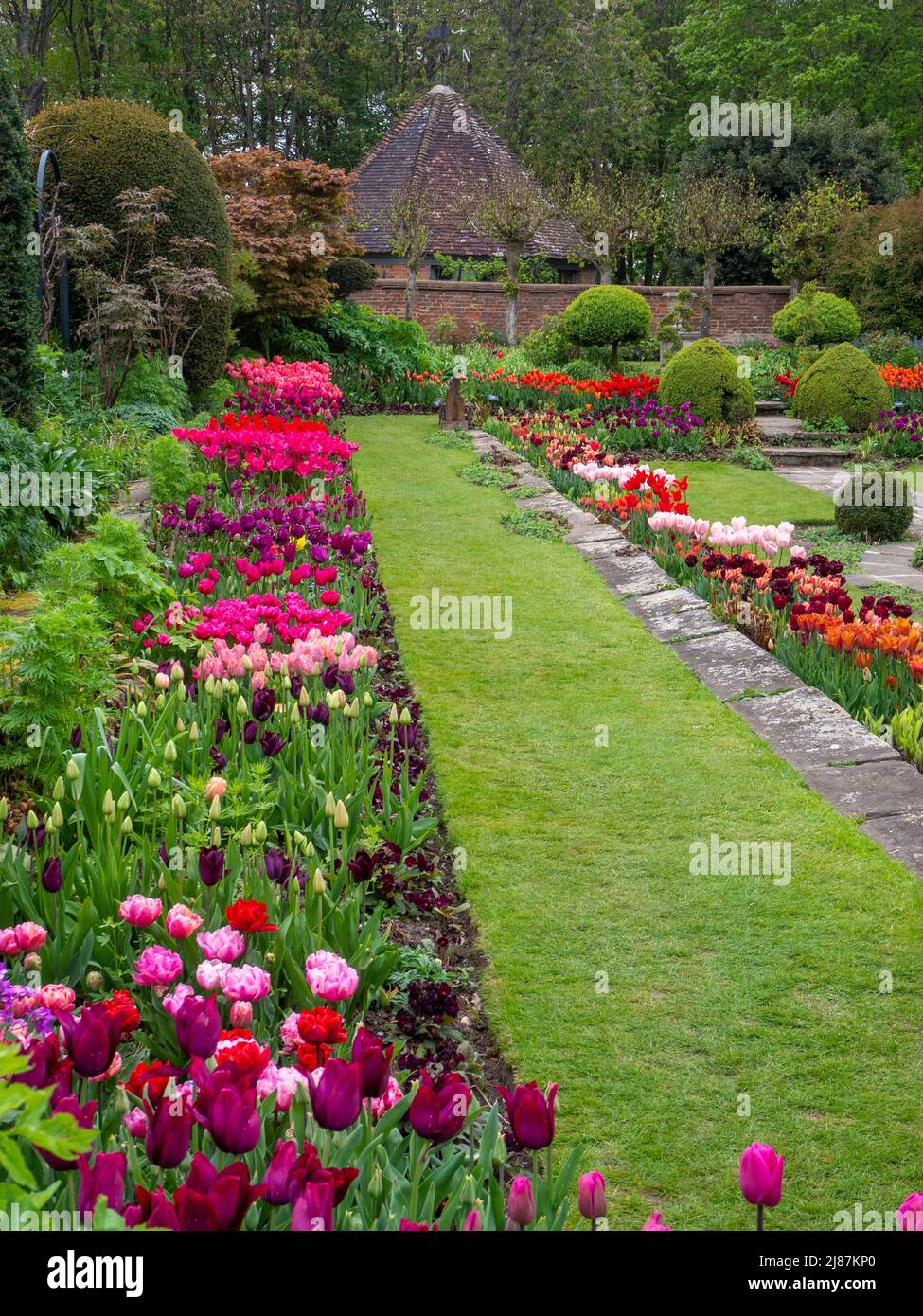 Chenies Manor Garden. Versunkener Garten im Frühling mit vielen Tulpenarten. Mauve, Rosa, Orange, Cerisblüte. Baumbestand und Bäume mit Brunnenhaus und Rasen. Stockfoto