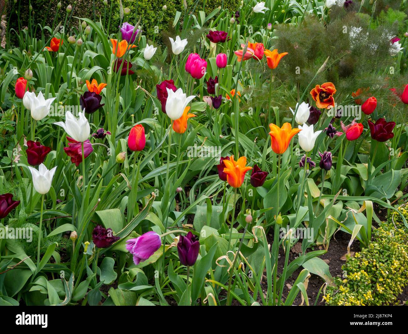 Chenies Manor Garden Tulpen.Zufällige Auswahl von Tulpen bei Chenies. Stockfoto