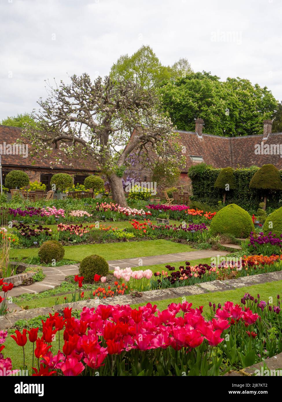 Chenies Manor Garden.Porträtansicht des schönen terrassenförmig versunkenen Gartens mit vielen benannten Tulpenarten. Tulipa 'Barcelona' im Vordergrund. Stockfoto