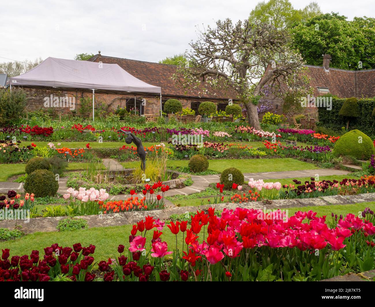 Chenies Manor Garden.Blick über den versunkenen Garten voller lebhafter Tulpen. Stockfoto