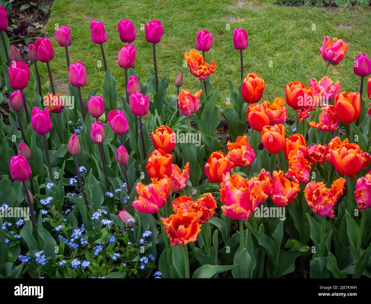 Chenies Manor Garden. Detail von rosa und orangefarbenen Tulpen im versunkenen Garten. Dunkelrosa Tulpen, Tulipa „Tempel der Schönheit“, Tulipa „Amazing Parrot“. Stockfoto