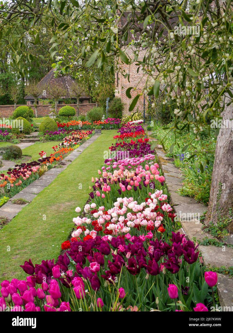 Chenies Manor Garden; Porträtansicht der lebhaften Tulpendarstellung des versunkenen Gartens, aufgenommen vom Bramley-Apfelbaum mit überhängender Mistel. Stockfoto
