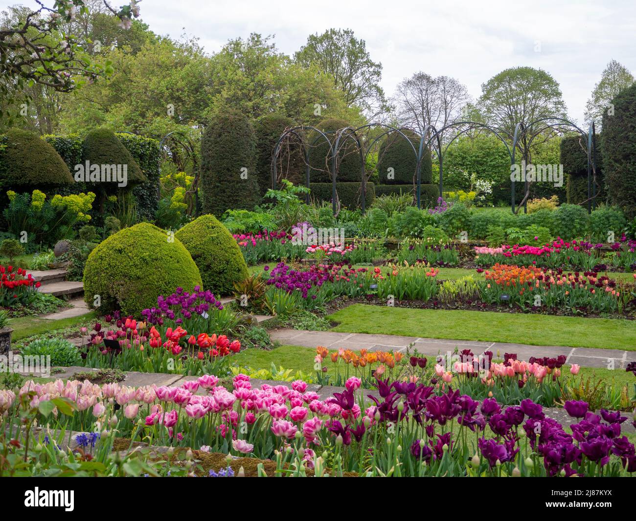 Chenies Manor Garden. Bunte Tulpenarten in der Pflanze Grenzen mit Topiary, Trellia und Graswegen im versunkenen Garten. Stockfoto