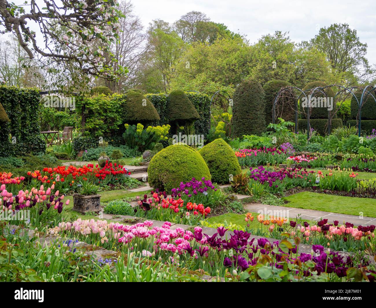 Chenies Manor Garden. Bunte Tulpenarten in der Pflanze Grenzen mit Topiary, Trellia und Graswegen im versunkenen Garten. Stockfoto