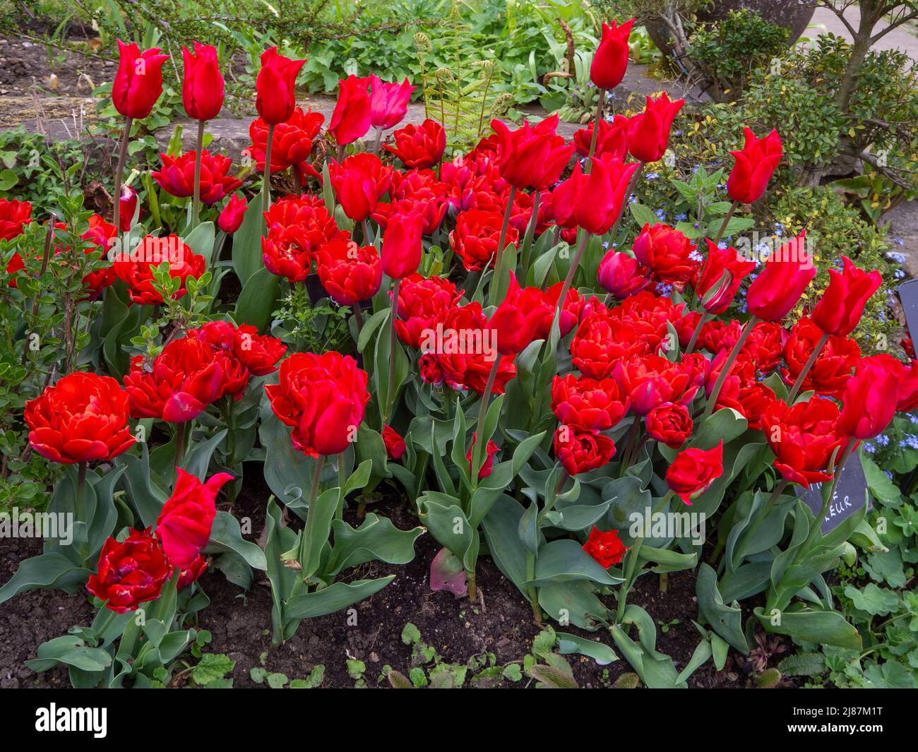 Lebhafte rote Tulpensorten im Chenies Manor Garden. Tulipa' Pieter de Leur', Tulipa 'Red Princess' sieht an einem langweiligen Aprilnachmittag brillant aus. Stockfoto