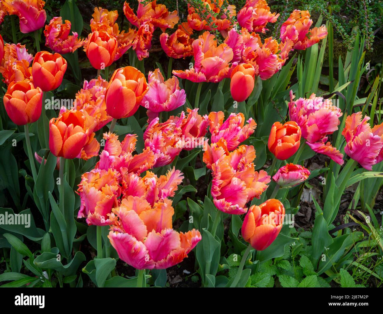 Chenies Manor Garden. Orange Tulpensorten, Tulipa 'Annie Schilder', Tulipa 'Amazing Parrot'; eine lebendige Kombination. Stockfoto