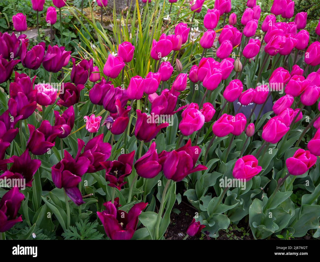 Chenies Manor Garden.Mauve rosa Tulpen und Tulipa 'Mascara' gepflanzt en Masse. Stockfoto