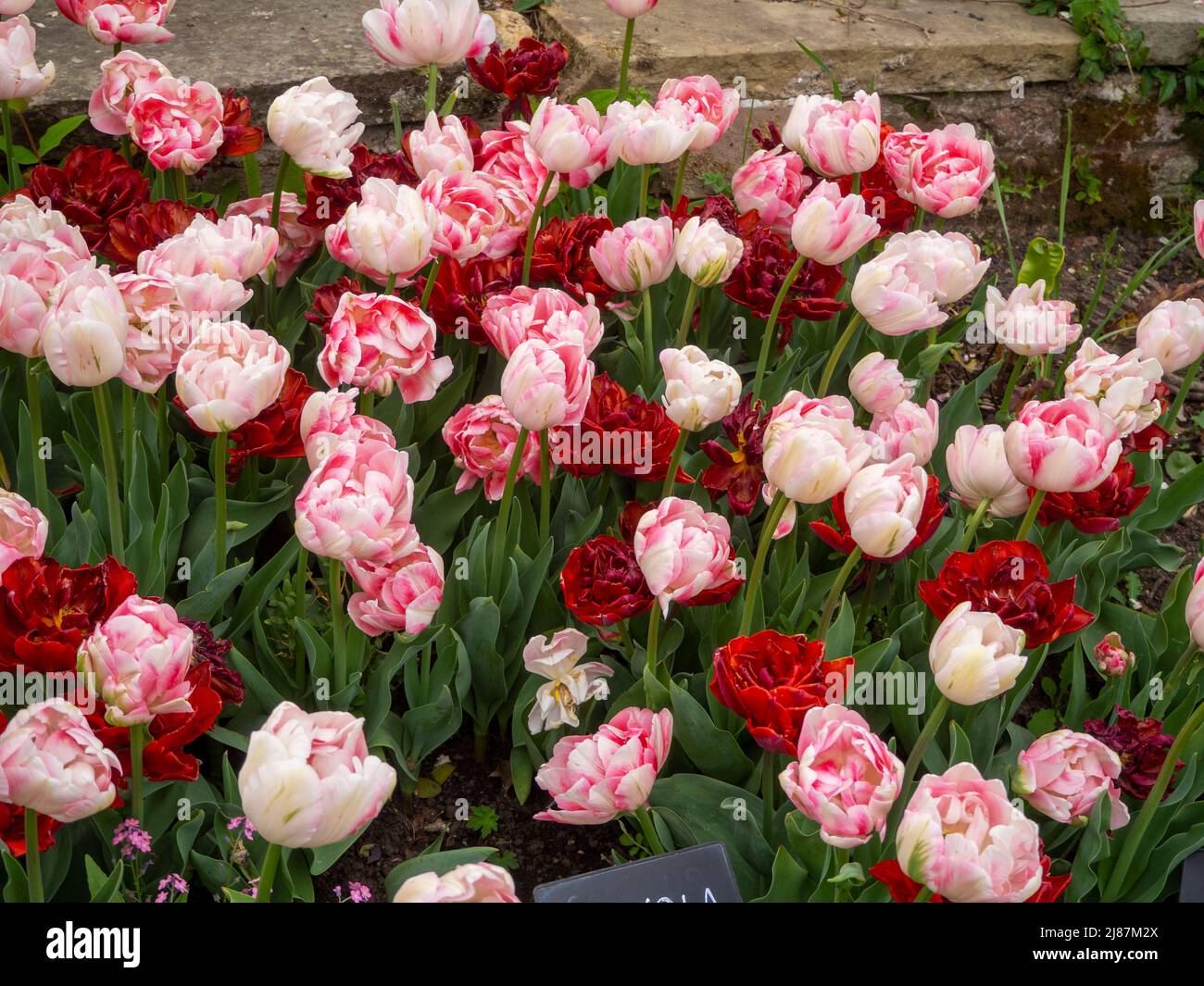 Chenies Manor Garden. Tulipa 'Finola' und Tulipa 'Red Princess' wurden gemeinsam für eine atemberaubende Blumenpracht im versunkenen Garten gepflanzt. Stockfoto