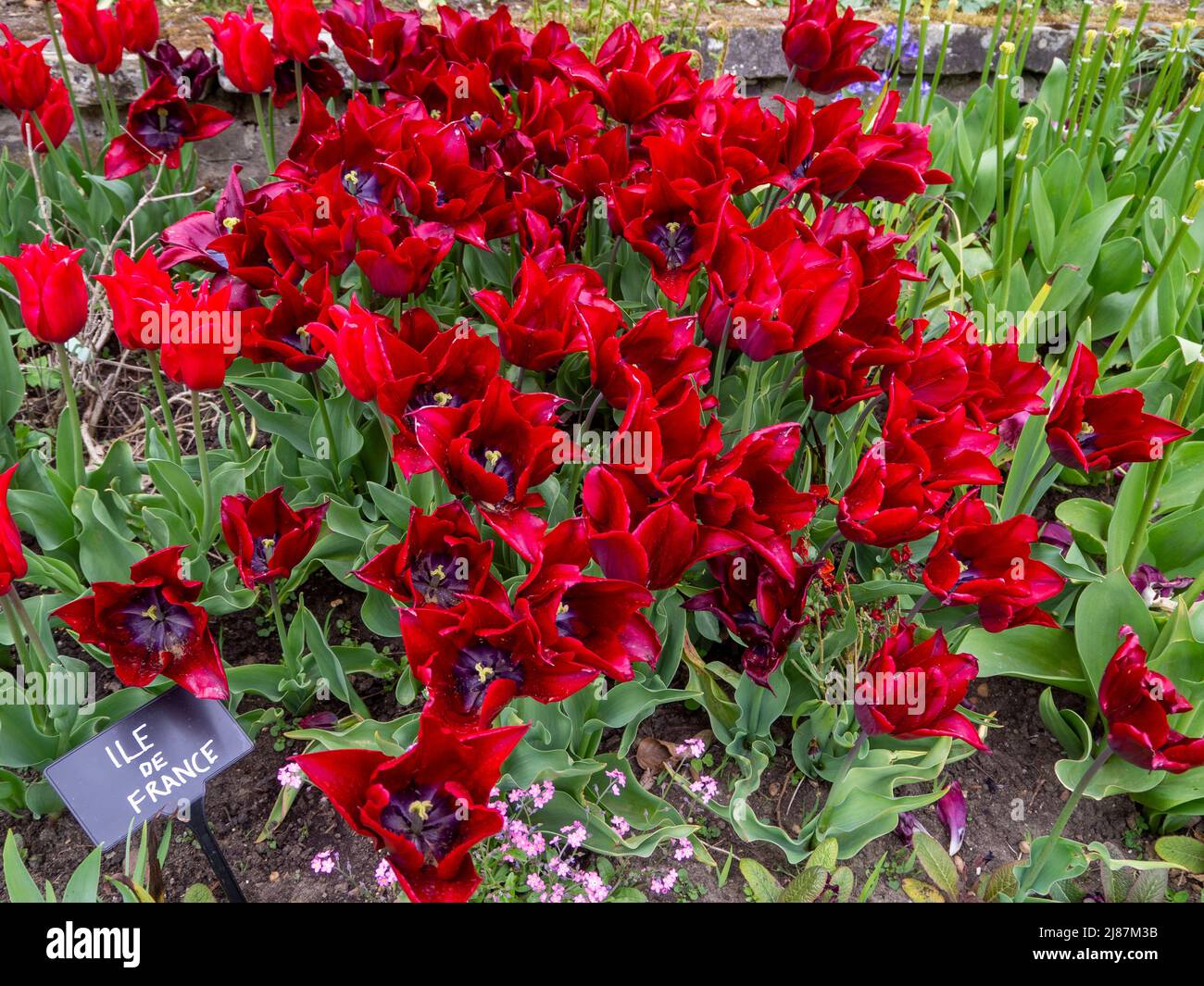 Chenies Manor Garden. Tulipa 'Ile de France' und Tulipa 'Isaak Chic'; leuchtend rote Lilie blüht. Stockfoto