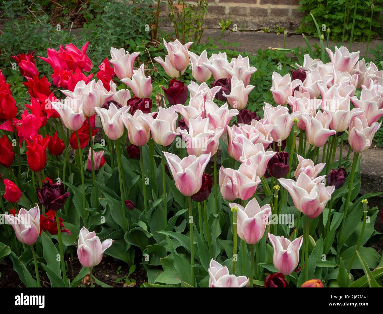 Chenies Manor Garden Tulip 'Apricot Pride', Tulipa 'Isaak Chic' Tulipa 'Ile de France' , im April in Massen im versunkenen Garten gepflanzt. Stockfoto