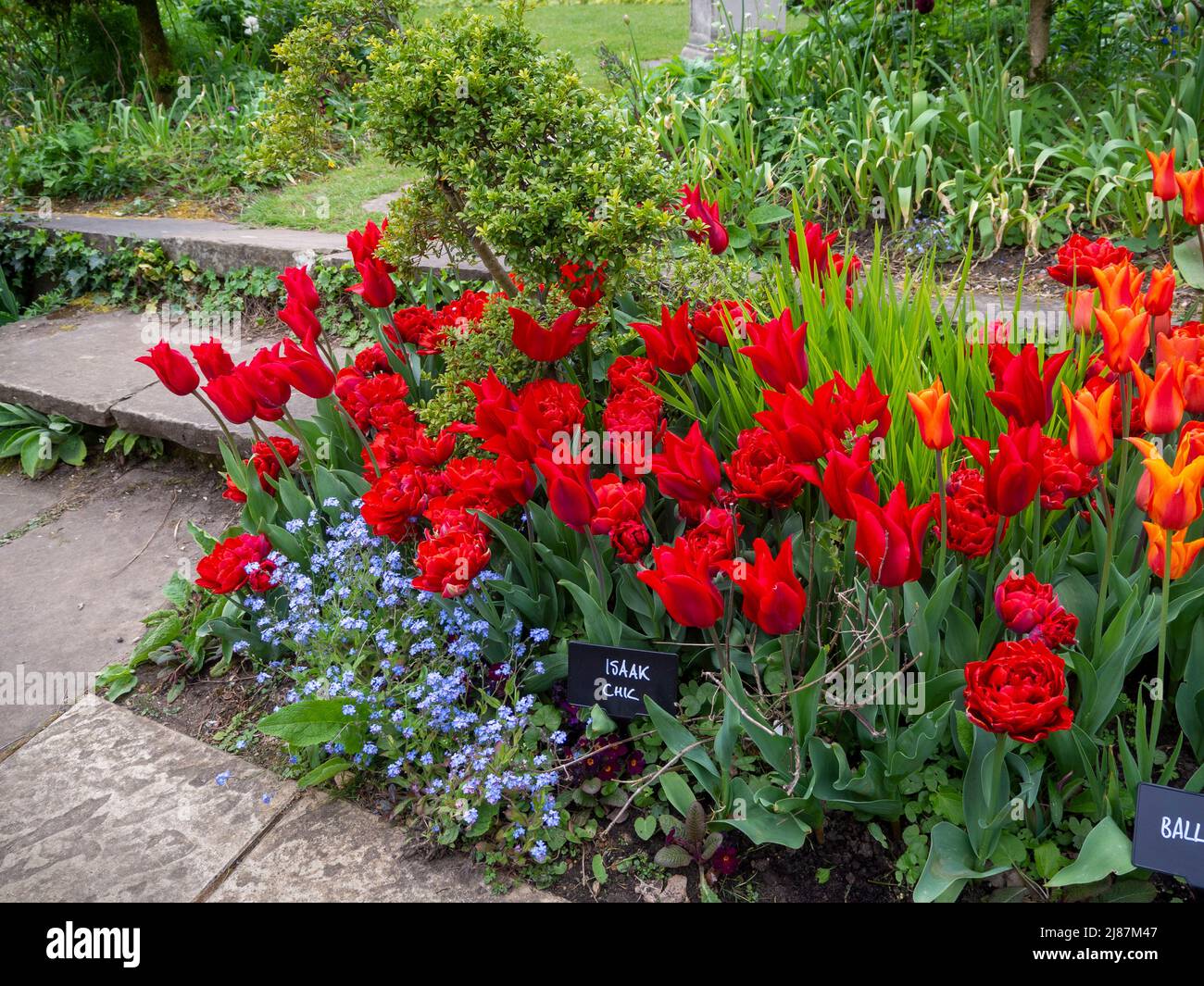 Chenies Manor Garden.Intensive rote Tulpe, 'Isaak Chic' und Tulip 'Ballerina' an der Gartentreppe im thw versunkenen Garten im April. Stockfoto