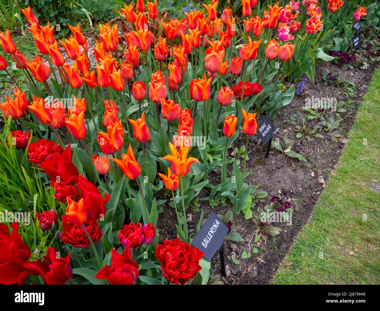 Chenies Manor Garden.Rote und orange Tulpen in der versunkenen Gartengrenze. Tulipa 'Ballerina', Tulipa 'Annie Schilder', Tulipa 'Isaak Chic'. Stockfoto