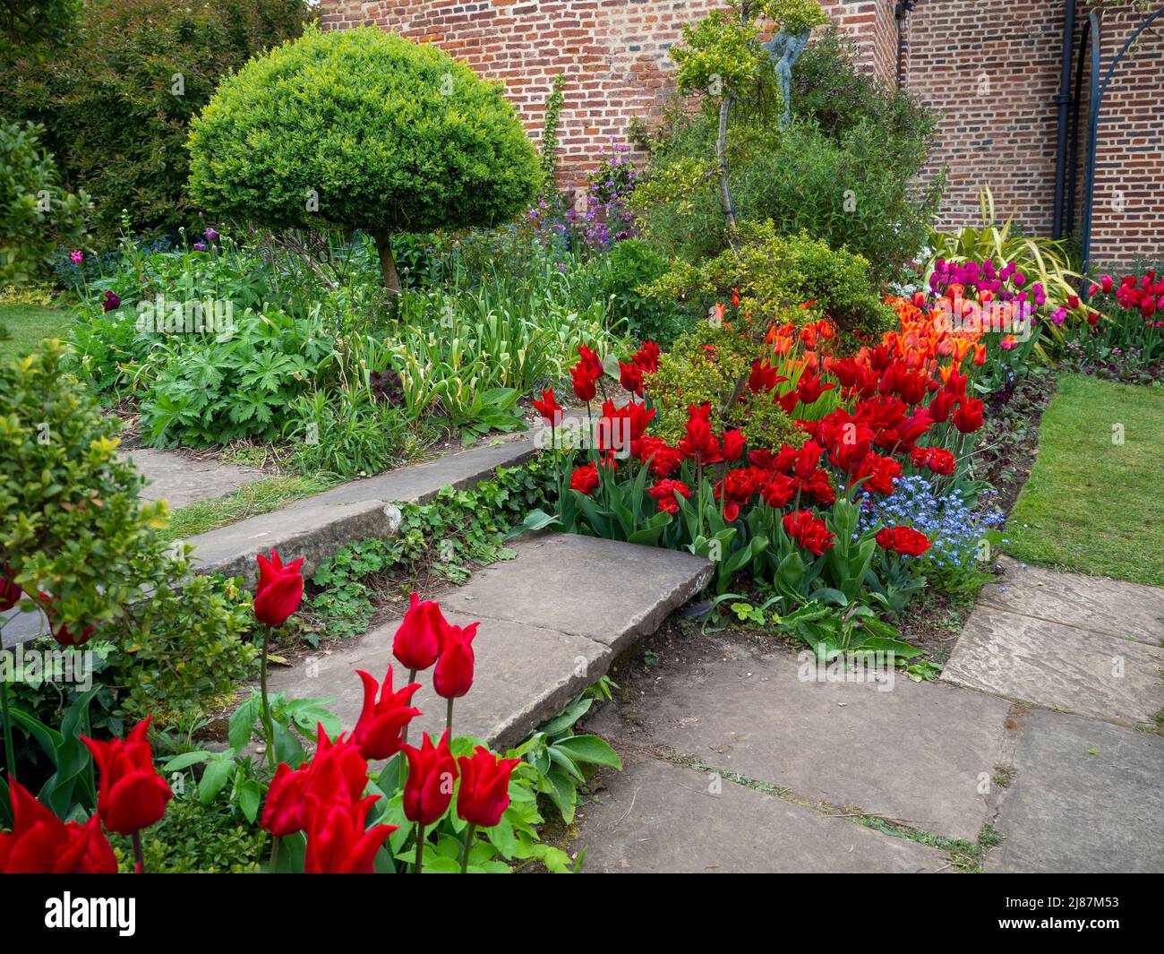 Chenies Manor Garden. Schritte durch Tulpenränder im versunkenen Garten. Rote und orangefarbene Blüten mit blauem Forget Me Nots. Stockfoto