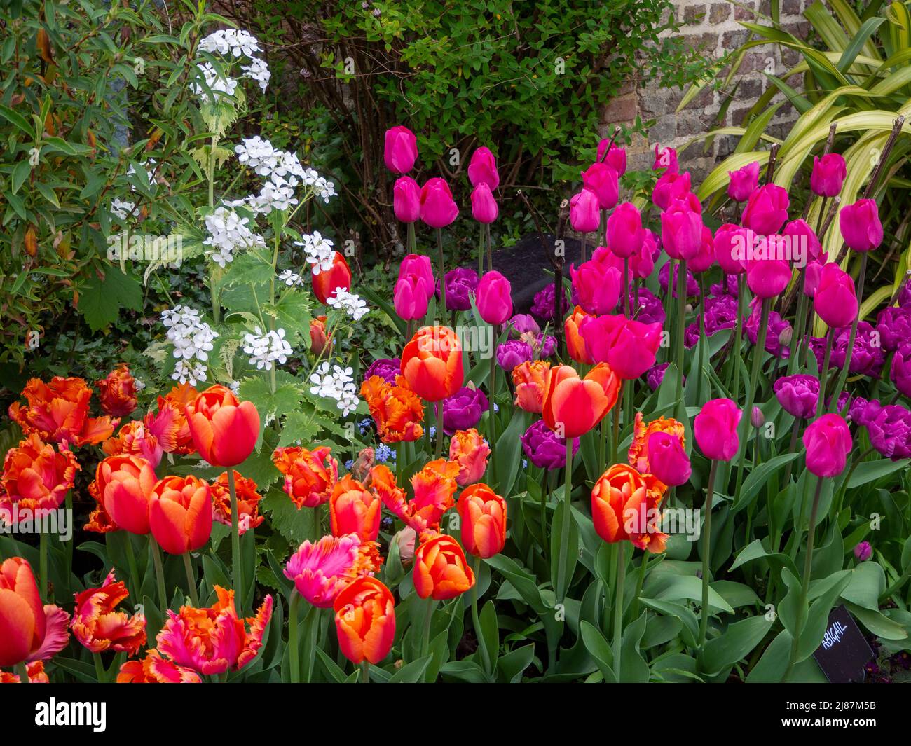 Chenies Manor Garden. Bunte versunkene Gartentulpen beim Pavillon-Gebäude.Tulipa 'Tempel der Schönheit', Weiße 'Ehrlichkeit', Tulipa 'Amazing Parrot'. Stockfoto