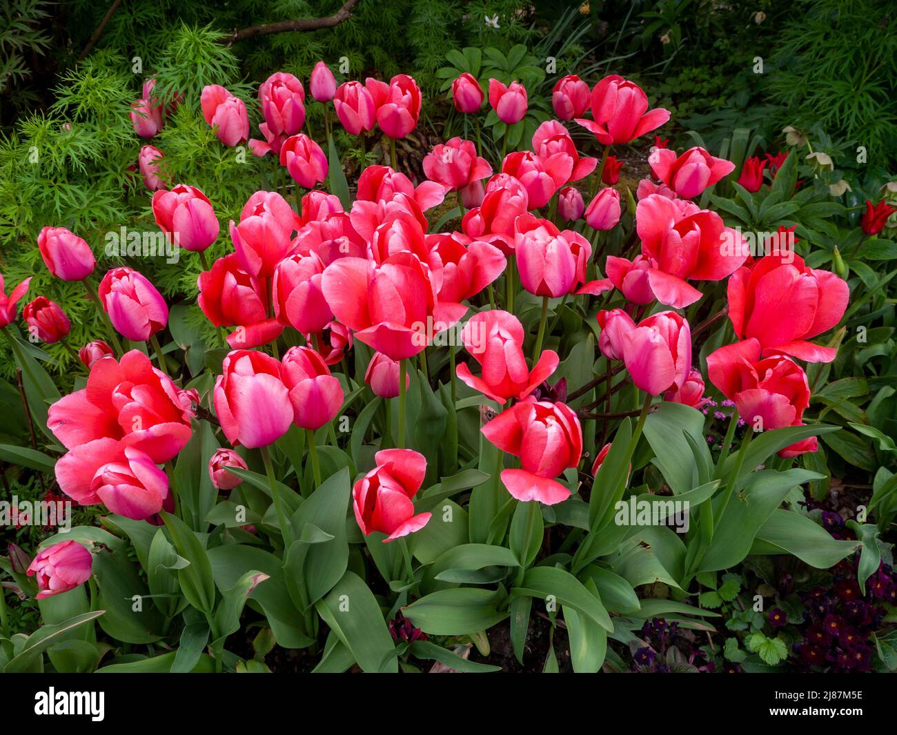 Chenies Manor Garden.lebendiger Lachs Pink Tulipa 'Menton' im versunkenen Garten. Stockfoto