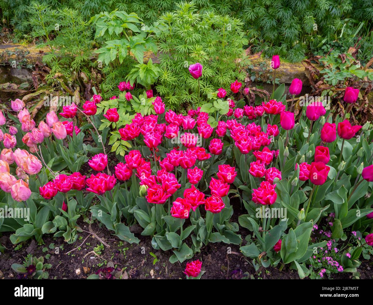 Chenies Manor Garden.Tulipa 'Chato' und Tulipa 'Apricot Pride' sehen im April im versunkenen Garten lebhaft aus. Stockfoto