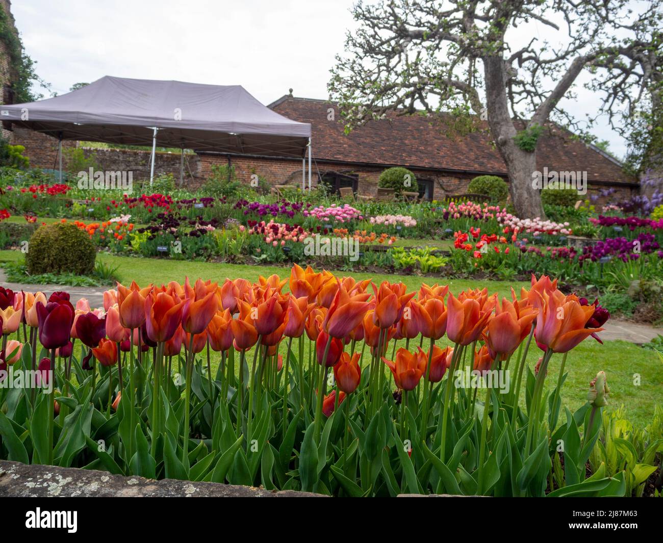 Chenies Manor versunkener Garten Tulpendarstellungen durch den Bogenweg. Tieforange Tulipa 'Cairo' im Vordergrund; Rasen mit rosa, malvenfarbenen, roten Tulpen in Schichten. Stockfoto