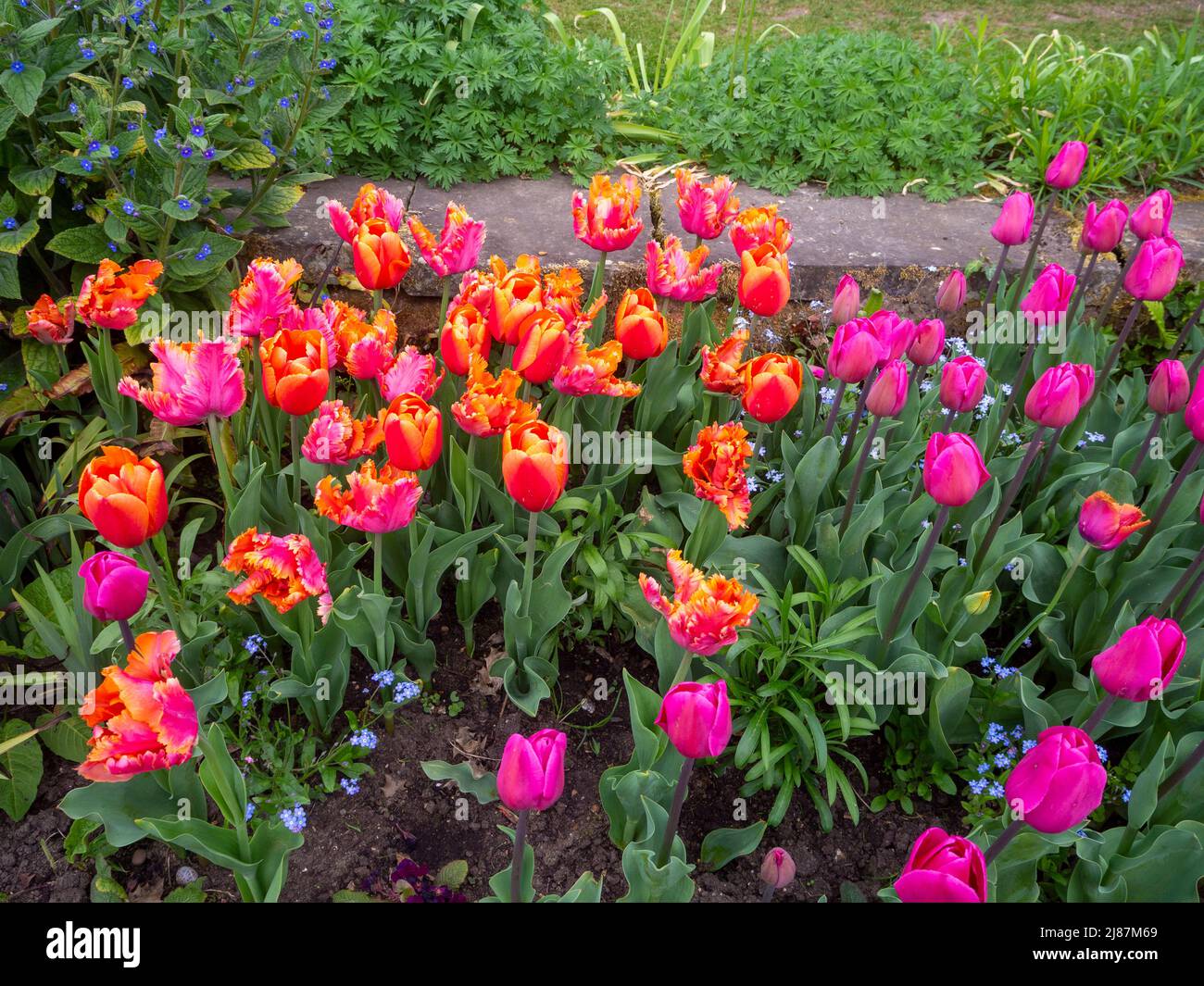 Chenies Manor Garden. Lebhafte Tulpen im April. Tulipa 'Amazing Parrot', dunkelrosa Tulpen, eine Mischung aus orangefarbenen und rosa Frühlingszwiebeln. Stockfoto