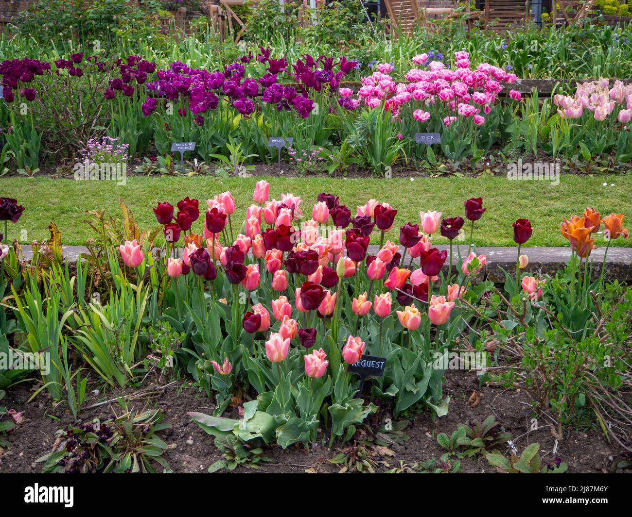 Chenies Manor Garden.der terrassenförmige, versunkene Garten mit bunten Tulpenschichten.Tulipa 'Request', Tulipa 'Dior', Tulipa 'Lachs Prince'. Stockfoto