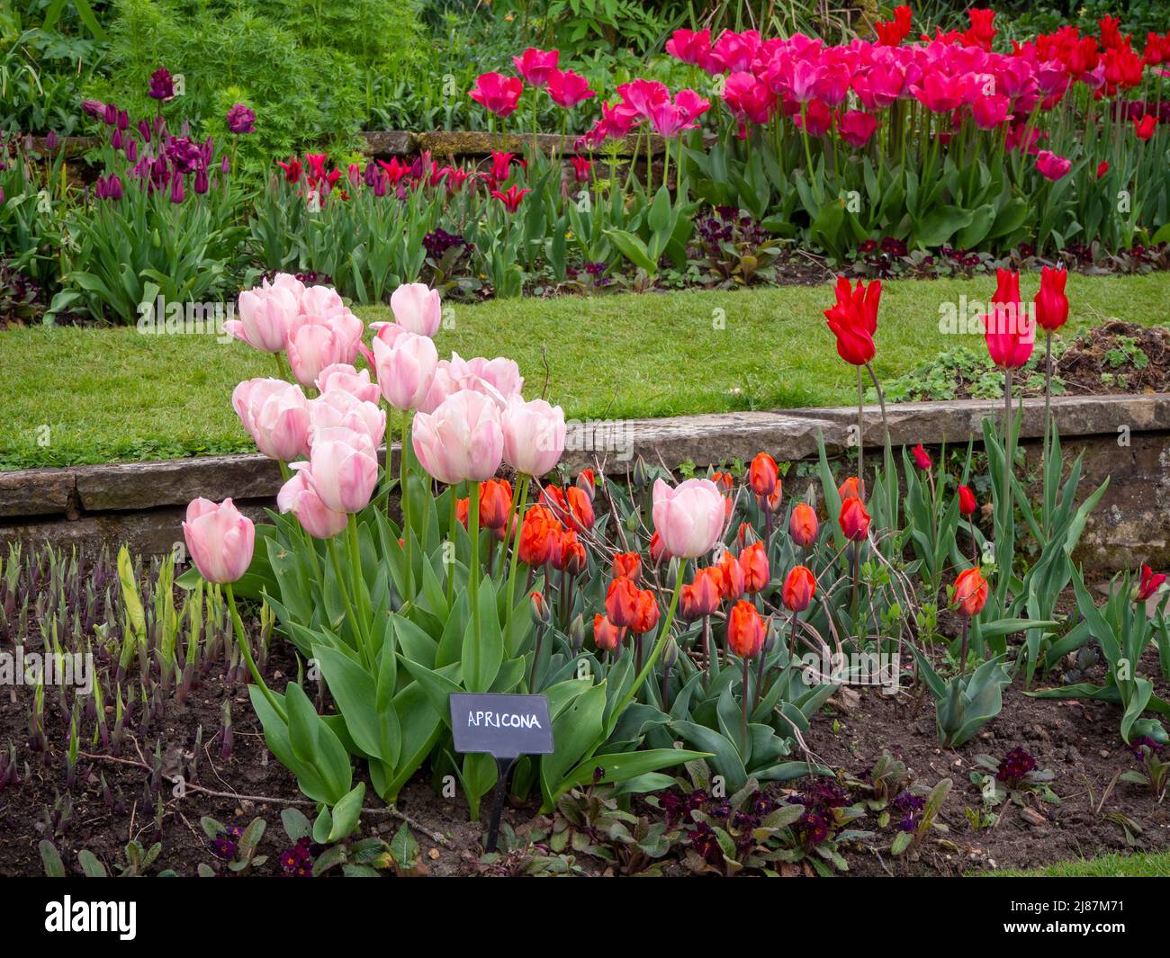 Chenies Manor Garden.der terrassenförmige, versunkene Garten mit bunten Tulpenschichten..Tulipa 'Apricona', Tulipa 'Hermitage', Tulipa 'Barcelona'. Stockfoto
