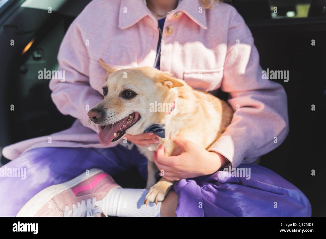 Schöner Hund, der auf dem Schoß seines Besitzers sitzt und etwas aufgeregt mittelgroßes in voller Schuß außerhalb der Liebe und Freundschaft des Haustieres anschaut. Hochwertige Fotos Stockfoto
