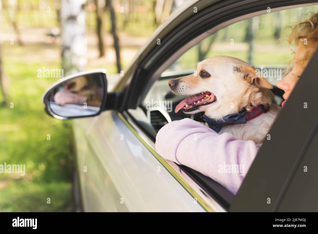 Reizender Hund, der aus einem Autofenster blickt, begeistert mittelgroßes Nahaufnahme-Haustierkonzept im Freien. Hochwertige Fotos Stockfoto