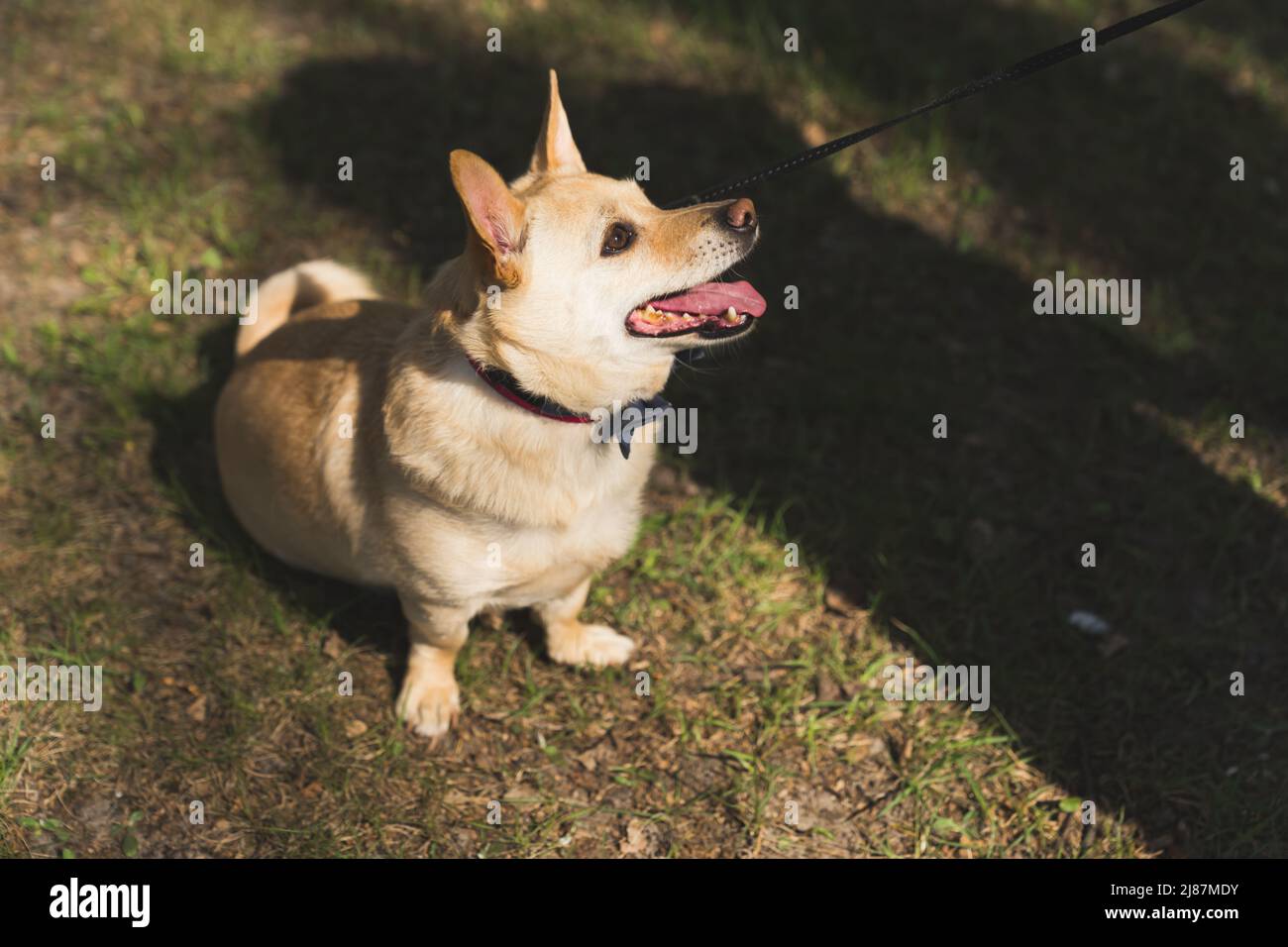 Schöner Hund, der seinen Besitzer aufgeregt voller Schuss außerhalb der Mensch-Tier-Freundschaft ansieht. Hochwertige Fotos Stockfoto